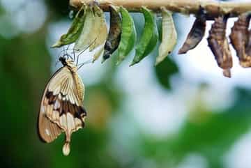 borboleta saindo do casulo