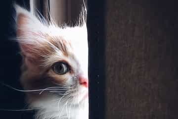 gato encolhido atrás de uma parede